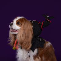 Halloween Hood - Black