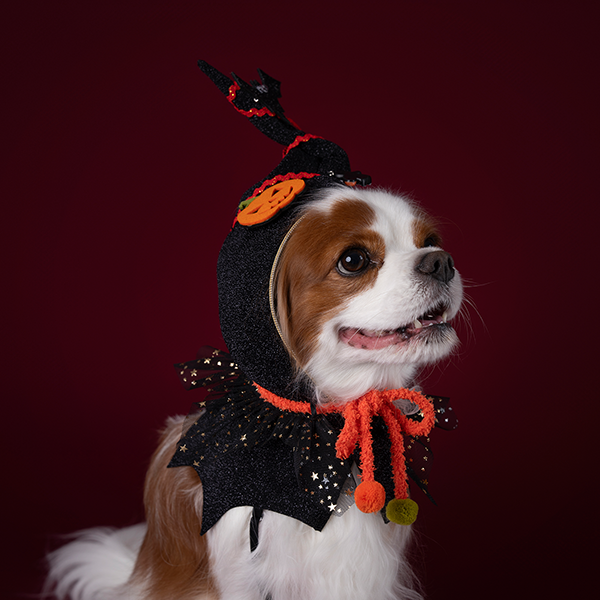 페오펫몰,Halloween Hood - Black