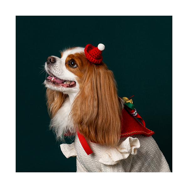 페오펫몰,X-mas Cape Red (크리스마스 케이프 레드)