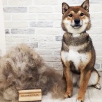ZOORO 주로 그루밍 빗