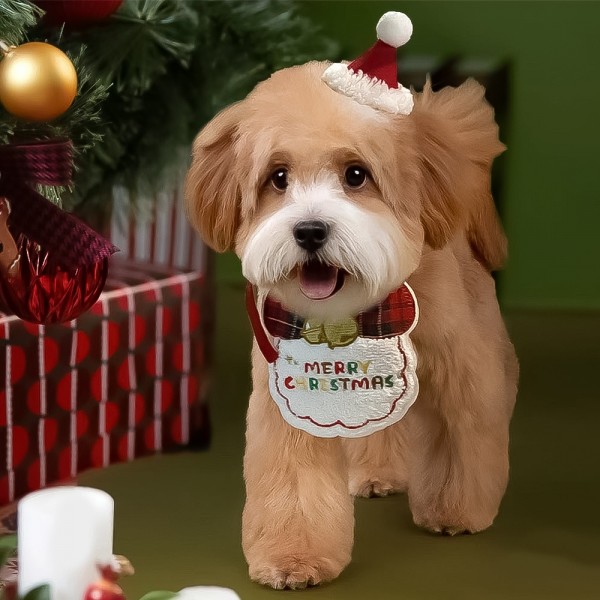 페오펫몰,개과천선 엑스마스 강아지 케이프 1set