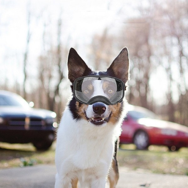 페오펫몰,개과천선 카디 강아지 고글
