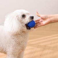 개과천선 미니 벌집공 강아지 장난감 삑삑이 색상랜덤 1세트