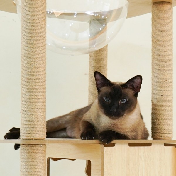 페오펫몰,개과천선 어몽드 무드 고양이 캣타워 스크래쳐