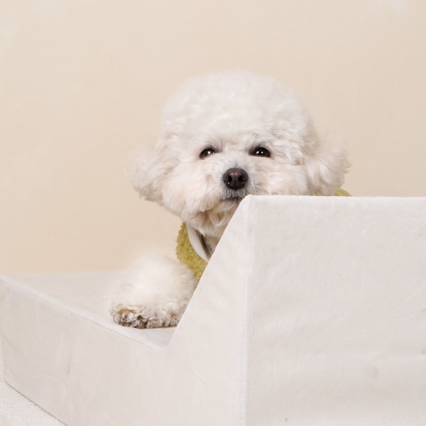 페오펫몰,개과천선 로어 쿠션 강아지 침대 방석