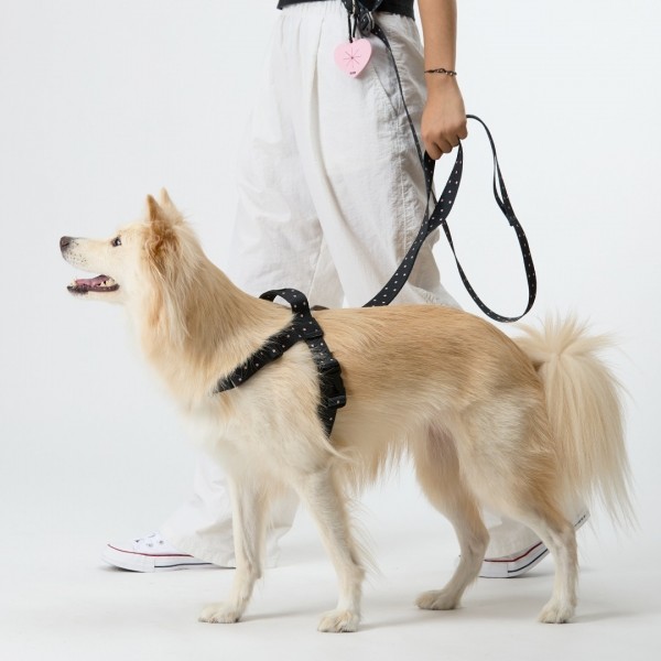 페오펫몰,일로 도로시 DOROTHY 맥스 리쉬 - 중,대형견용