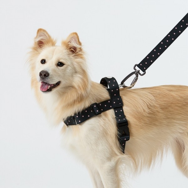 페오펫몰,일로 도로시 DOROTHY 맥스 리쉬 - 중,대형견용