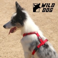 와일드독 H형 애견가슴줄 소형견 대형견 강아지하네스