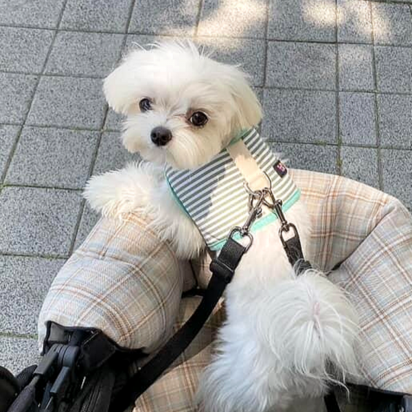 페오펫몰,[오플] 스윗테일 핸드메이드 스트라이프 강아지하네스 S