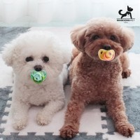 딩동펫 강아지 베이비 쪽쪽이 치발기 2P