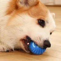 딩동펫 반려동물 움직이는 자동 롤링볼 장난감